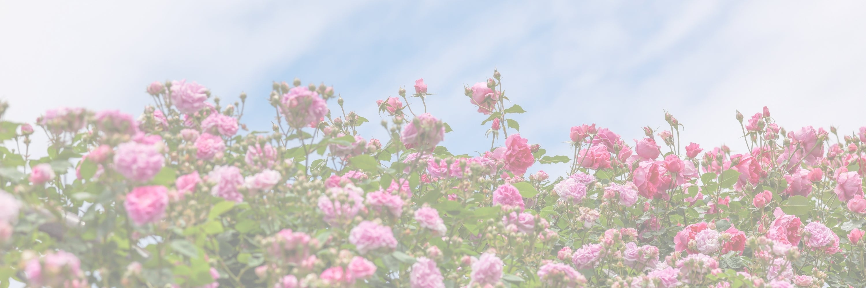 LucyKing Christchurch Collection - luxury home fragrance with jasmine, rose and orange blossom, inspired by Christchurch’s gardens, hand-poured in New Zealand.