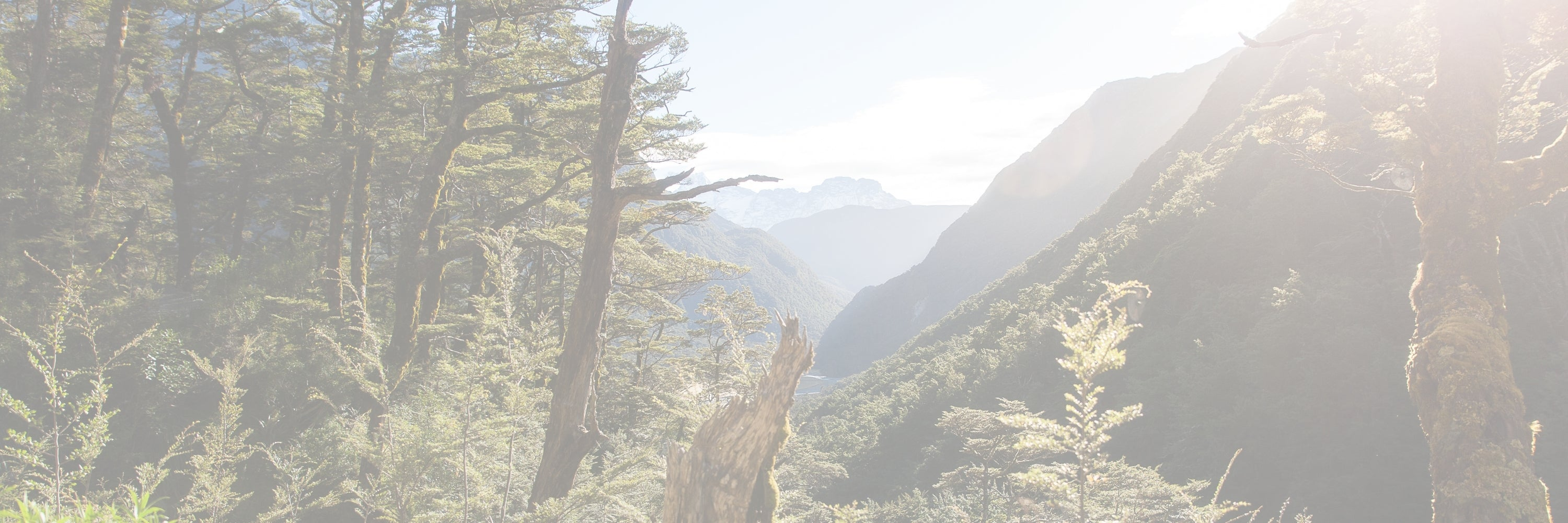 LucyKing Fiordland Collection — luxury home fragrance inspired by Fiordland’s rainforests, hand-poured in Arrowtown, New Zealand.