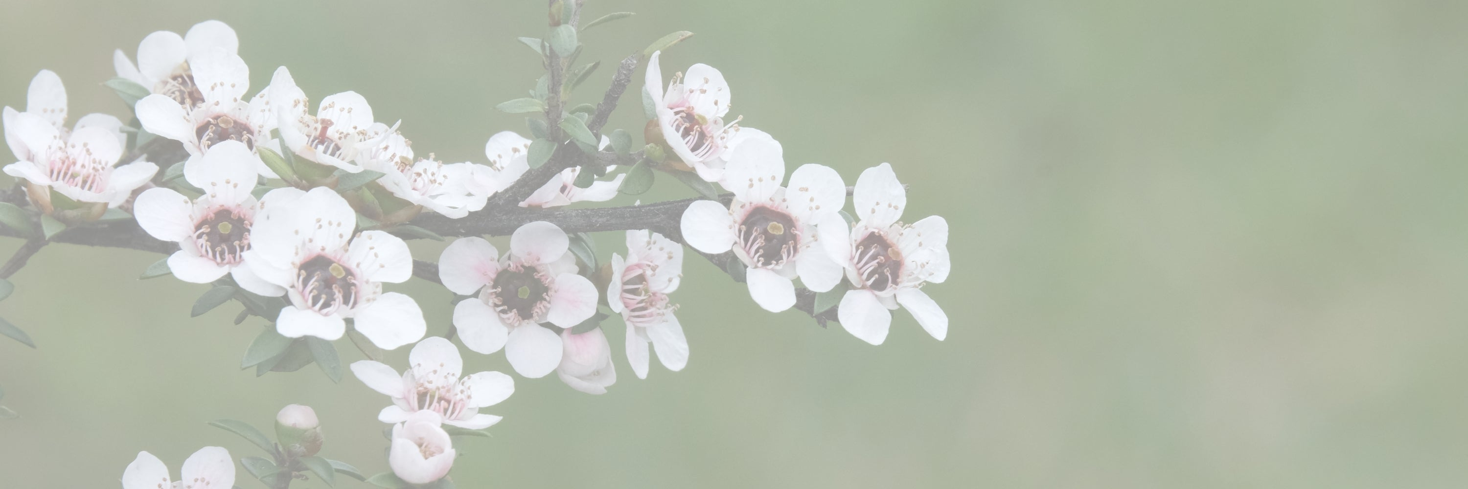 LucyKing Manuka Collection - luxury home fragrance inspired by New Zealand’s mānuka tree, the source of healing honey and natural calm, hand-poured in Arrowtown